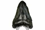 Fossil Megalodon Tooth - South Carolina #169209-1